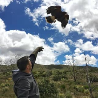 Experience Raptors and Falconry in Reno