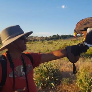 Experience Raptors and Falconry in Reno