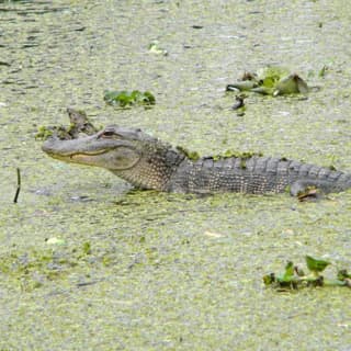 Jean Lafitte Swamp and Bayou Tour