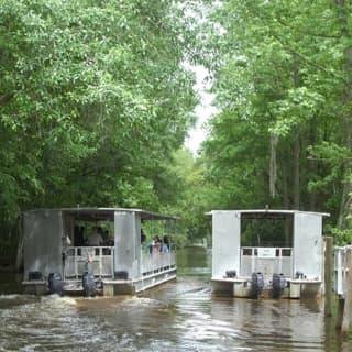 Jean Lafitte Swamp and Bayou Tour