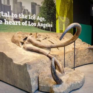 La Brea Tar Pits and Museum Admission Ticket with Excavator Tour