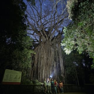 Nocturnal Rainforest & Wildlife Tour from Cairns