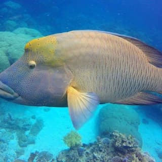 Outer Great Barrier Reef Full-Day Tour with Lunch