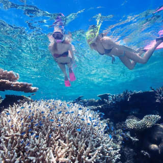Outer Great Barrier Reef Full-Day Tour with Lunch