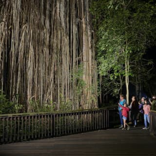 Nocturnal Rainforest & Wildlife Tour from Cairns