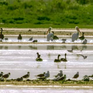 Great Salt Lake Guided Bus Tour from Salt Lake City