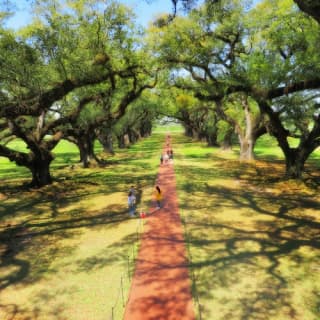 Oak Alley Plantation: Tour from New Orleans