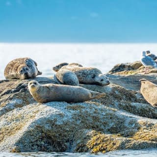 City and Seal Cruise from Vancouver