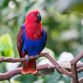 Bloedel Conservatory: Indoor Tropical Garden