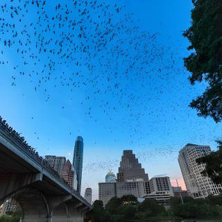 Congress Avenue Bat Bridge Kayak Tour in Austin