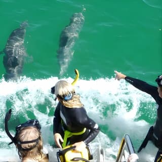 Swim with Wild Dolphins Day Tour