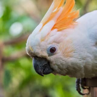 Bloedel Conservatory: Indoor Tropical Garden