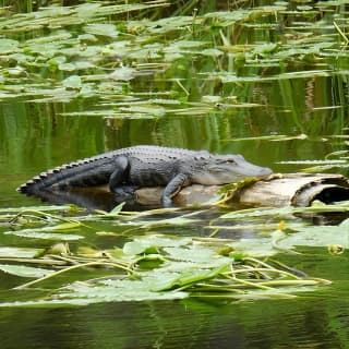 Waccamaw River Nature and Wildlife Tour