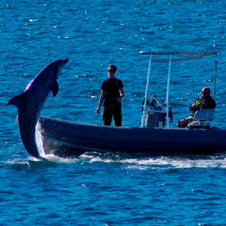 Whale Watching Cruise Guided by Experts from Birch Aquarium