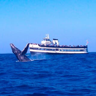 Whale Watching Cruise Guided by Experts from Birch Aquarium