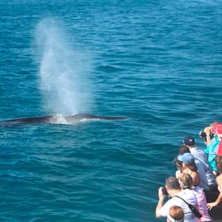 Whale Watching Cruise Guided by Experts from Birch Aquarium