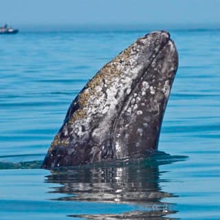 Whale Watching Cruise Guided by Experts from Birch Aquarium