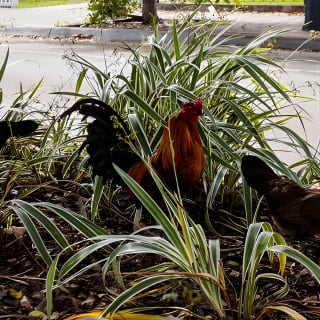 Best of Little Havana Miami Food and Culture Walking Tour