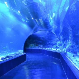 Atlantis Aquarium: Fast Pass