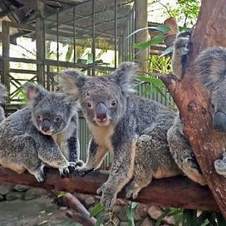 Kuranda Rainforestation with Skyrail Rainforest Cable