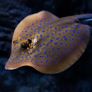 Cairns Aquarium by Twilight