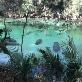 Manatee Discovery Kayak Tour for Small Groups near Orlando