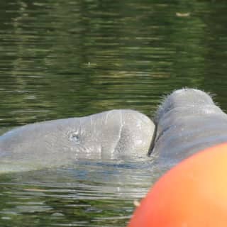 Manatee Discovery Kayak Tour for Small Groups near Orlando