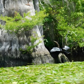 Waccamaw River Nature and Wildlife Tour