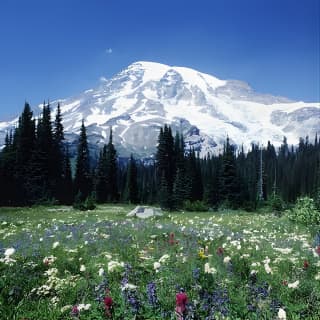 Mt. Rainier Day Tour from Seattle