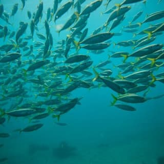 Manly Snorkel Trip and Nature Walk with Local Guide