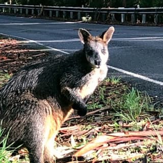 Boutique All-Inclusive Great Ocean Road, 12 Apostles and Rainforest Experience