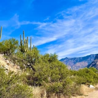 Guided 2 Hour Horseback Ride Catalina State Park Coronado Forest