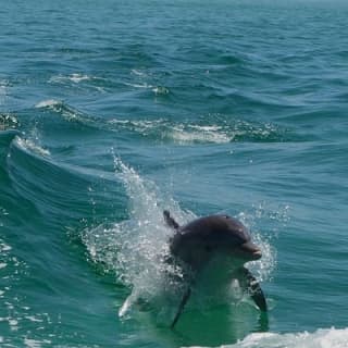 Sunset Dolphin Watching Cruise in Destin Harbor