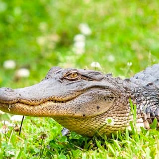 Airboat Ride with Round-Trip Transportation from New Orleans