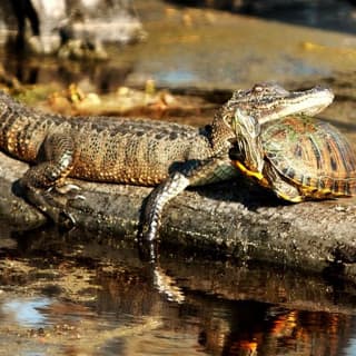 Airboat Ride with Round-Trip Transportation from New Orleans