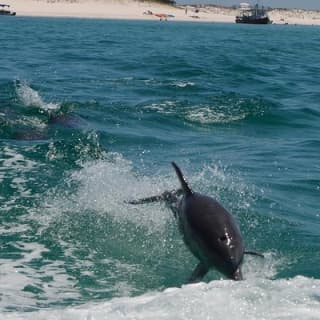 Sunset Dolphin Watching Cruise in Destin Harbor