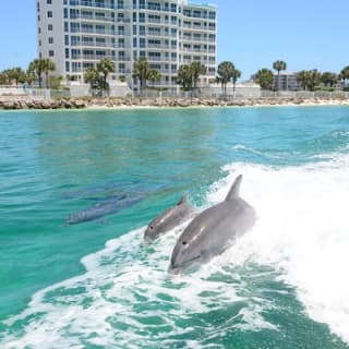 Sunset Dolphin Watching Cruise in Destin Harbor