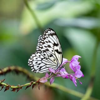 The Cockrell Butterfly Center in Houston