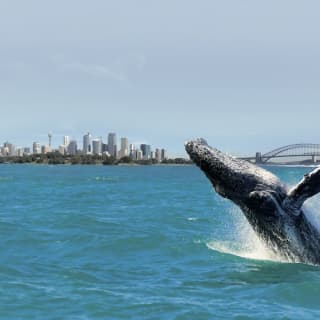 Whale Watching Cruise in Sydney with Breakfast.Lunch