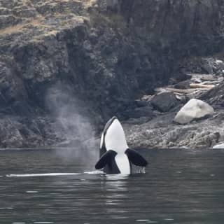 Half-Day Whale Watching Adventure from Vancouver