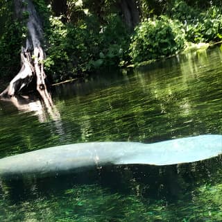 Clear Canoeing and Wildlife Sightseeing at Silver Springs