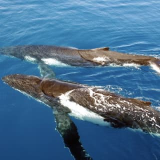 Whale Watching Cruise in Sydney with Breakfast.Lunch