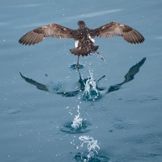 Swim With Wild Dolphins in Tauranga