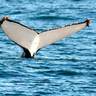 Whale Watching Cruise in Sydney with Breakfast.Lunch