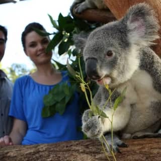 Taronga Zoo + Sydney Harbour Hopper Pass (24.48h)