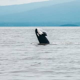 Half-Day Whale Watching Adventure from Vancouver