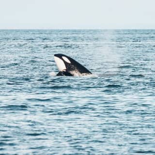 Half-Day Whale Watching Adventure from Vancouver