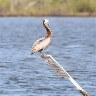 Wildlife Tour of Indian River Lagoon with Experienced Captain