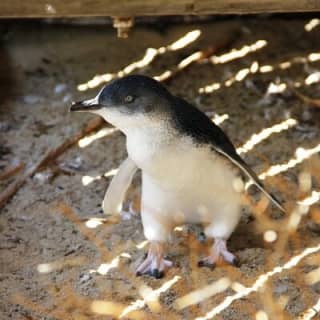 Penguin and Seal Islands Sea Kayaking Experience