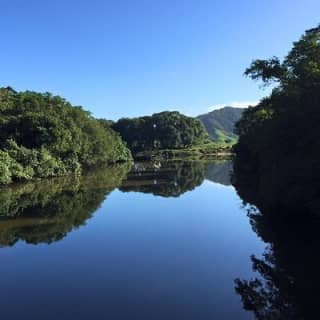 Ultimate Daintree Rainforest Wildlife Experience Cruise